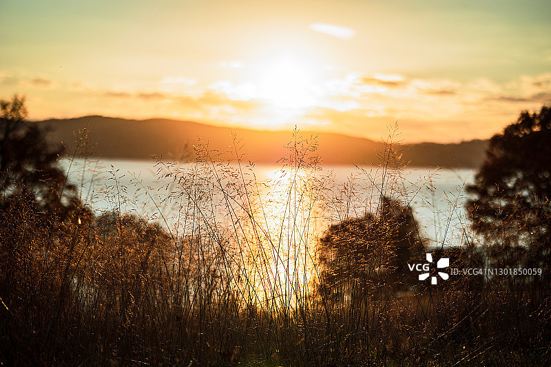 冉冉升起的太阳下的草茎图片素材