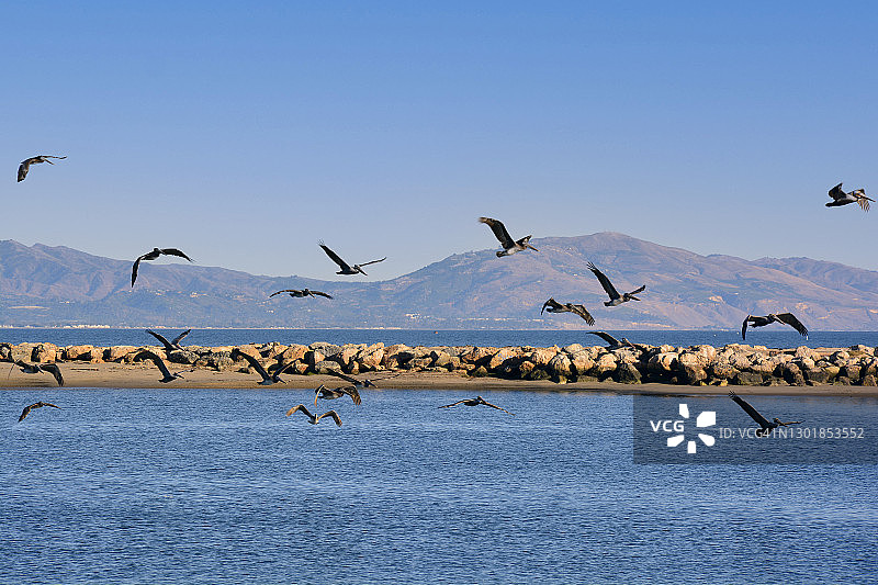 在圣巴巴拉港飞翔的鹈鹕图片素材