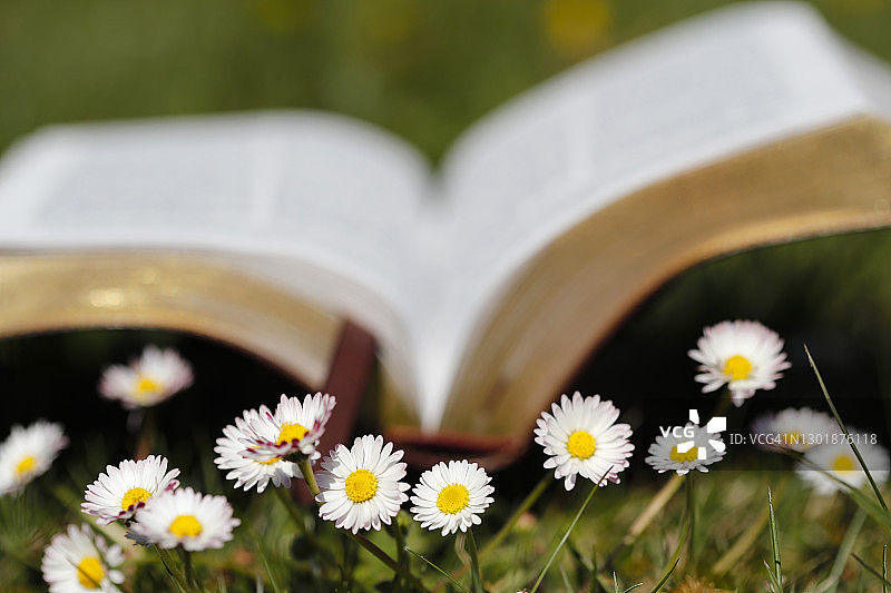 在草地上打开的《圣经》，前景有雏菊，法国，欧洲图片素材