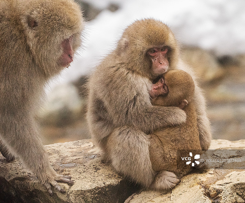 雪猴一家，本州岛，日本，亚洲图片素材