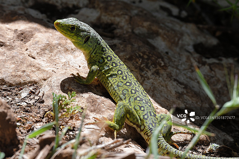 西班牙安达卢西亚地区的眼斑蜥蜴图片素材
