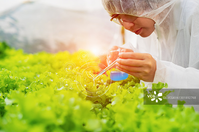 科学家使用放大镜来检测有机水培农场上沙拉蔬菜的缺陷图片素材