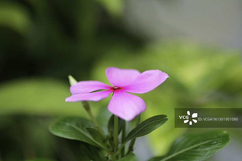 前院盛开的粉色小花图片素材