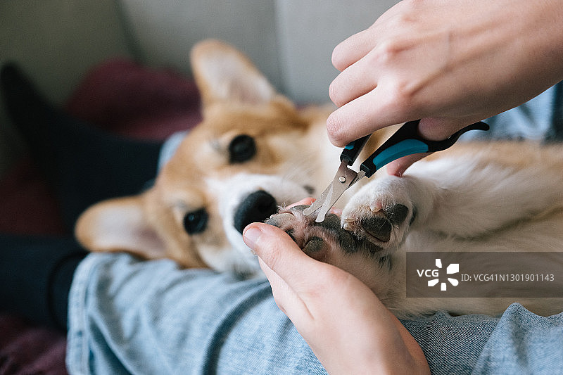 宠物狗美容：柯基犬爪趾间毛发修剪图片素材