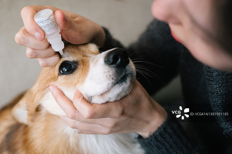 宠物美容：柯基犬使用滴眼液图片素材