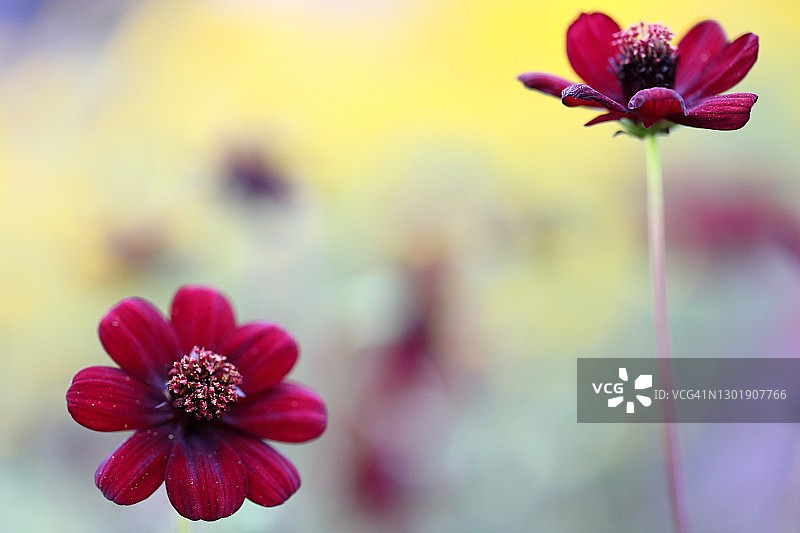 巧克力波斯菊图片素材