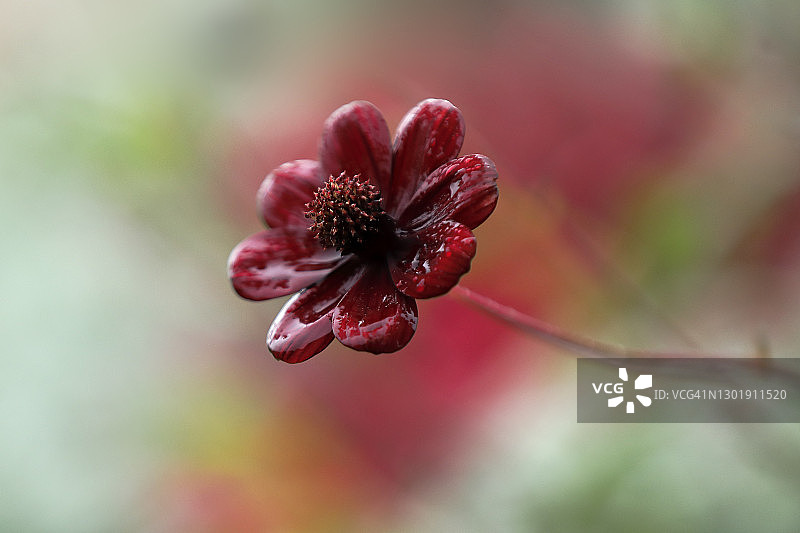 巧克力波斯菊图片素材