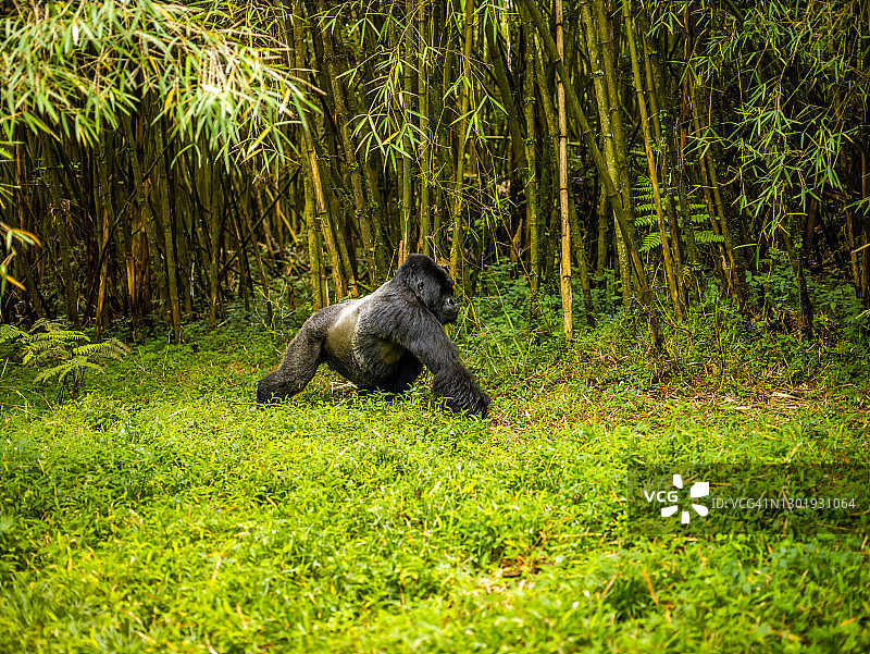 卢旺达火山国家公园里的银背山地大猩猩图片素材