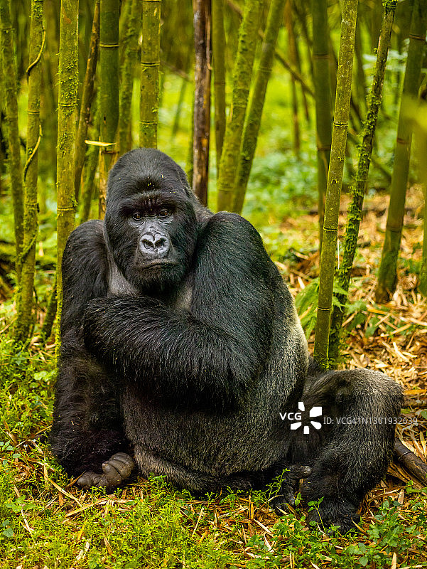 卢旺达火山国家公园中坐着的雄性山地银背大猩猩正面照图片素材