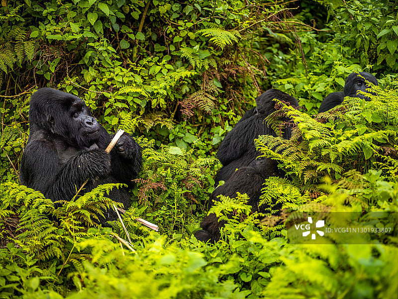 卢旺达火山国家公园里觅食的山地大猩猩图片素材