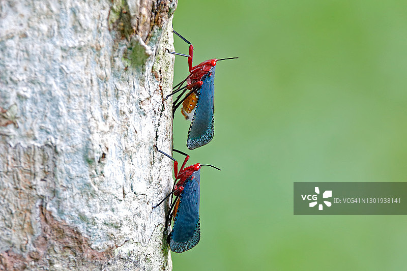 树上的飞蛾科昆虫图片素材