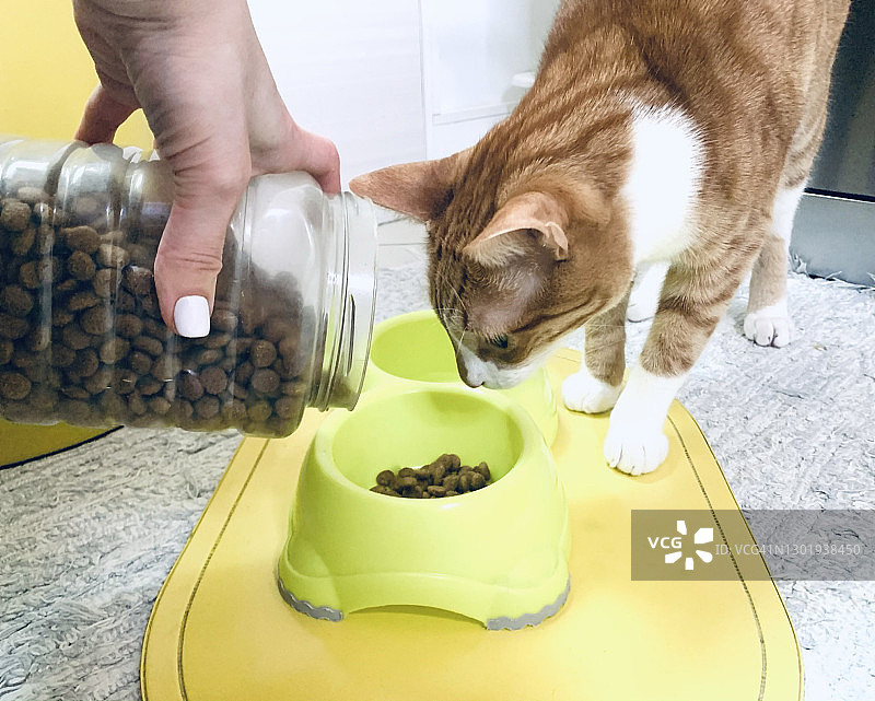 姜黄色猫和干猫粮图片素材