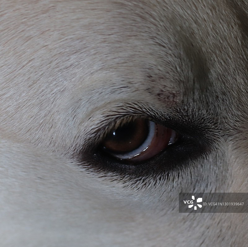 拉布拉多幼犬的眼睛特写图片素材