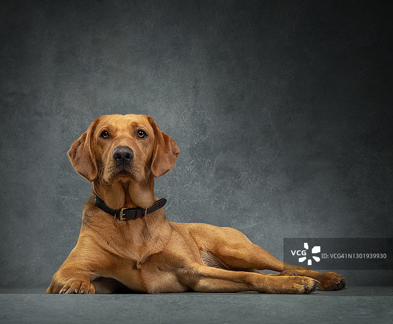 红色/黄色拉布拉多犬的正式影棚肖像图片素材