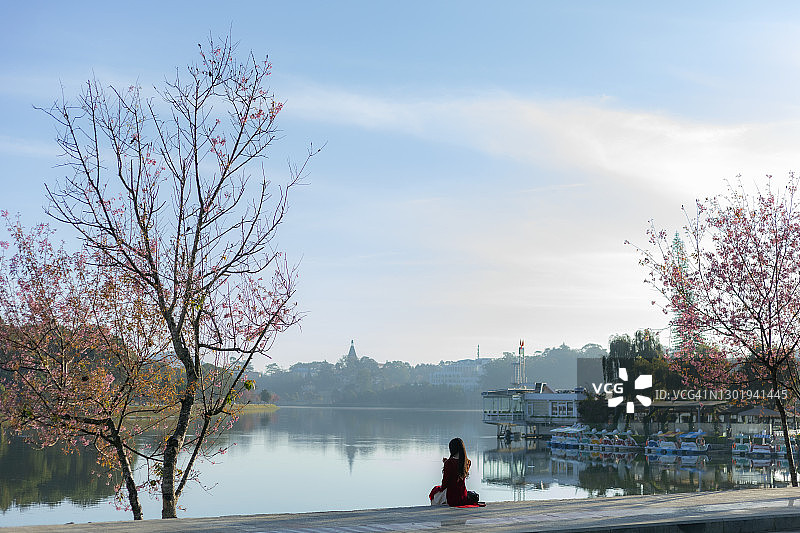越南春节，樱花盛开的春天图片素材