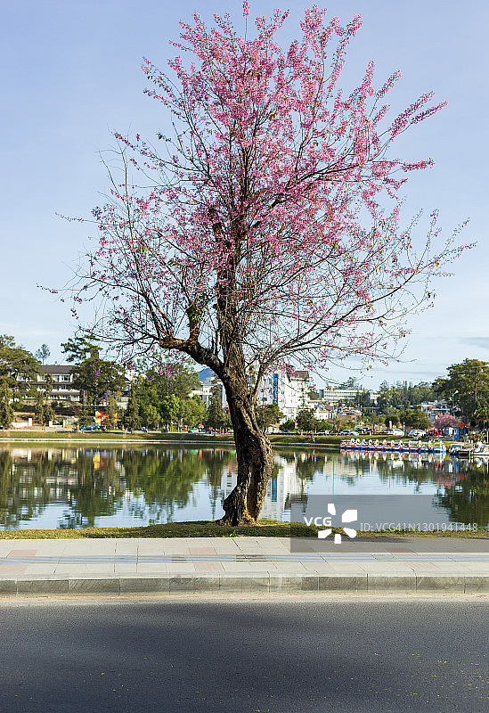 越南春节，樱花盛开的春天图片素材