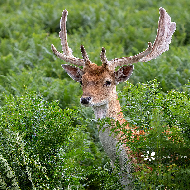 黇鹿（雄鹿）隐藏在蕨类植物中的特写图片素材