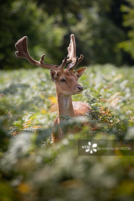 黇鹿（雄鹿）隐藏在蕨类植物中的特写图片素材