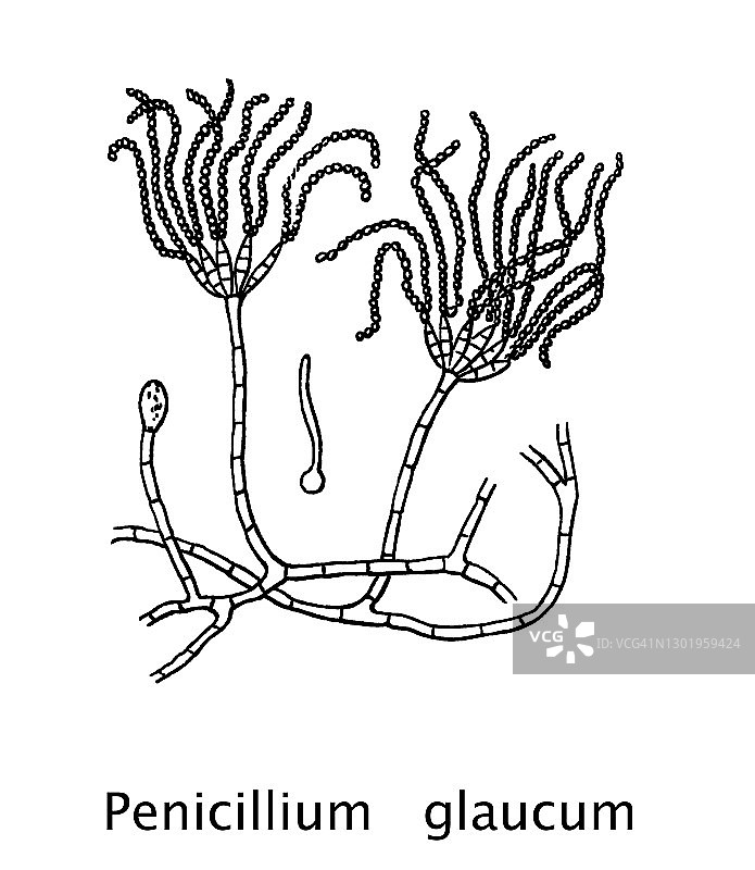 用于制作某些蓝纹奶酪的青霉菌古版画插图图片素材