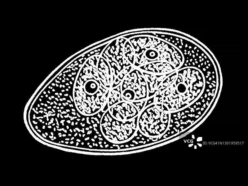 十字花科白粉菌，普通白粉菌的古老版画插图图片素材