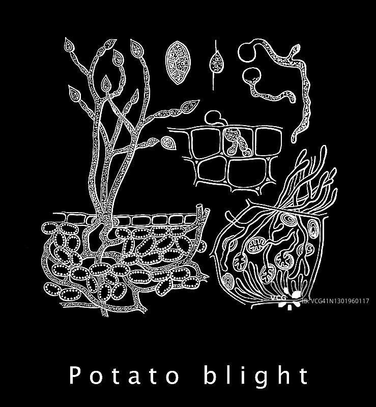 晚疫病菌老式雕刻插图图片素材