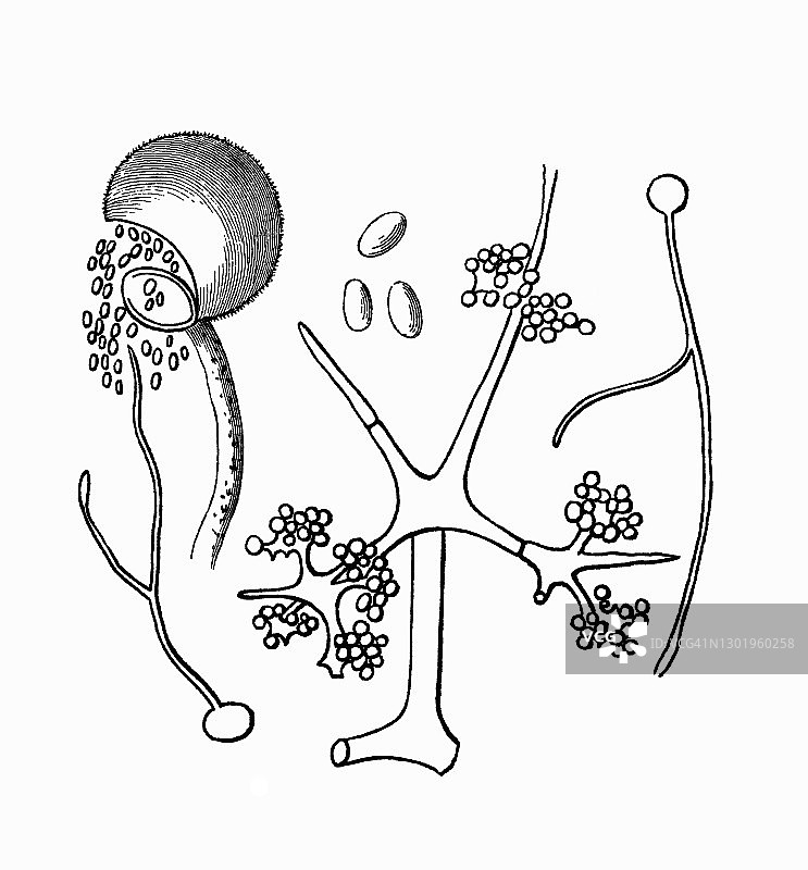 古老的雕刻画：毛霉菌图片素材