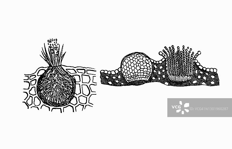 真菌、茎、黑麦和谷物锈菌（Puccinia graminis）的古老版画插图图片素材