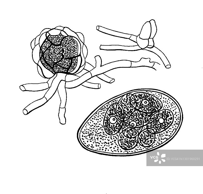 十字花科白粉菌，普通白粉菌的古老版画插图图片素材