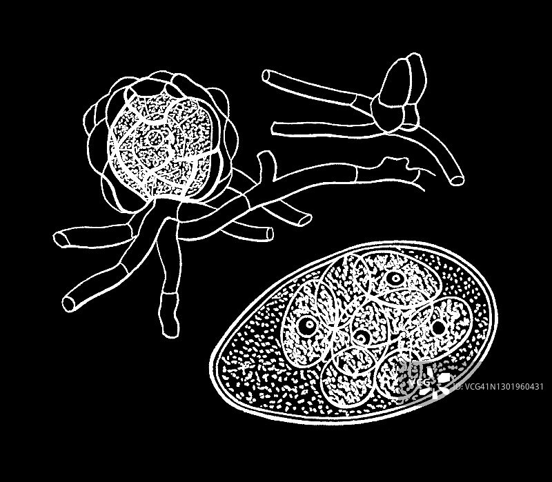 十字花科白粉菌，普通白粉菌的古老版画插图图片素材