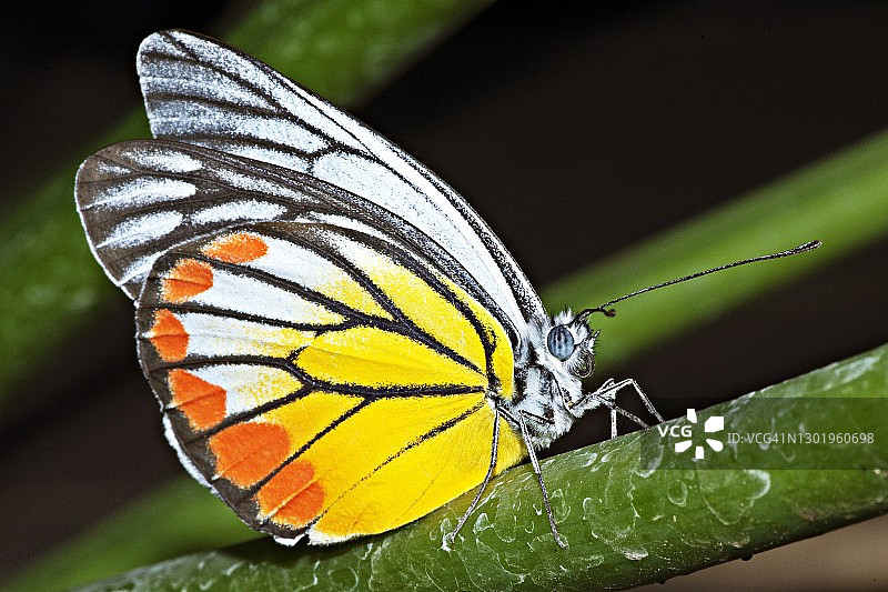 树叶上的蝴蝶图片素材