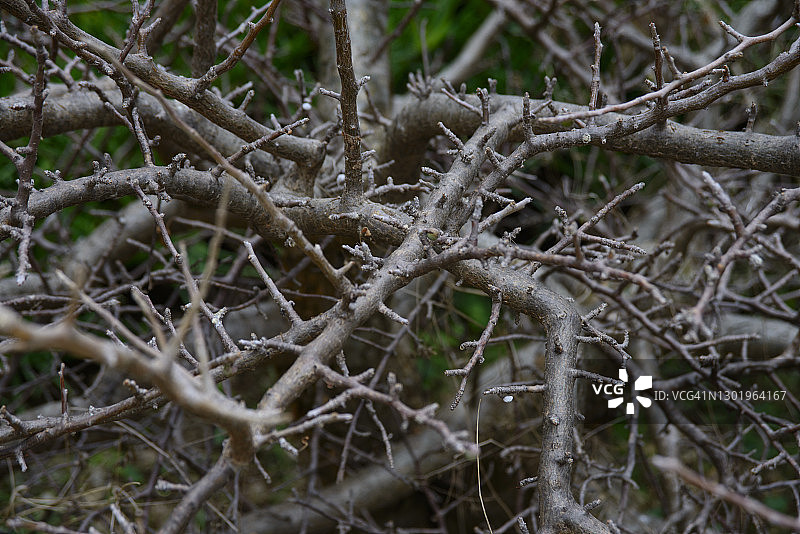沙漠玫瑰灌木图片素材