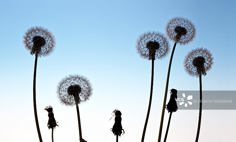 蓝天下的蒲公英图片素材