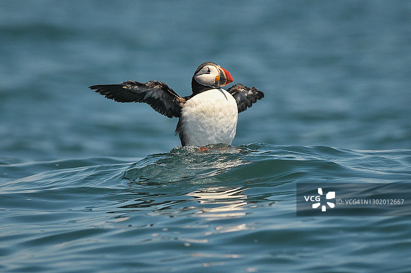 大西洋海鹦，马基亚斯海豹岛，新不伦瑞克省，加拿大图片素材
