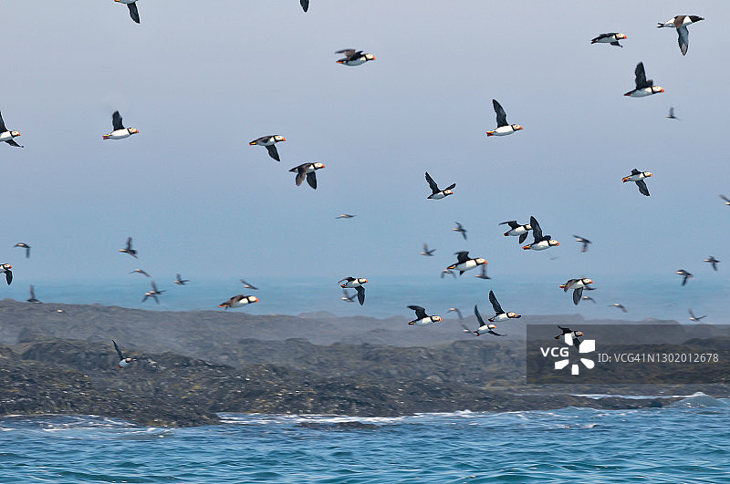 大西洋海鹦，加拿大新不伦瑞克省马基亚斯岛图片素材