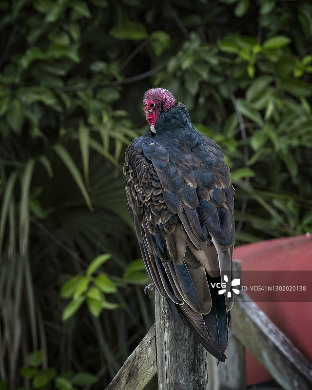 佛罗里达大沼泽地里的美洲鹫图片素材