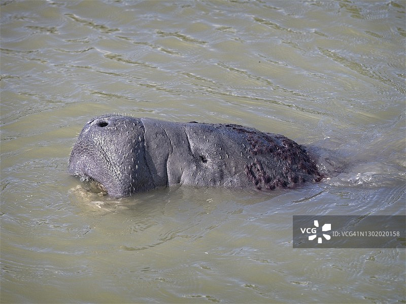 海牛浮出水面呼吸空气图片素材