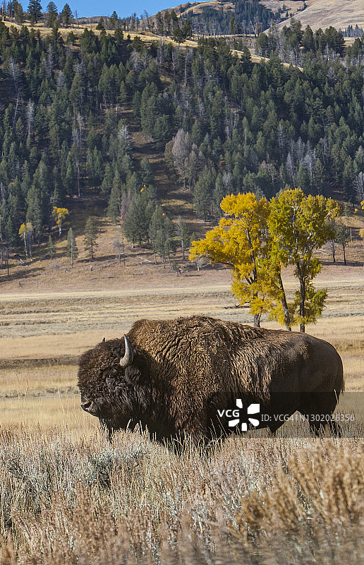 秋季中的美洲野牛图片素材