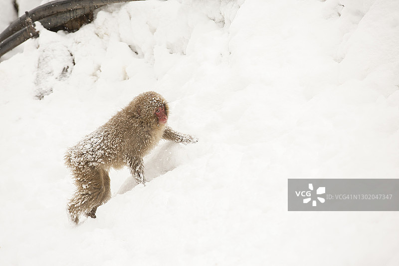 雪猴图片素材