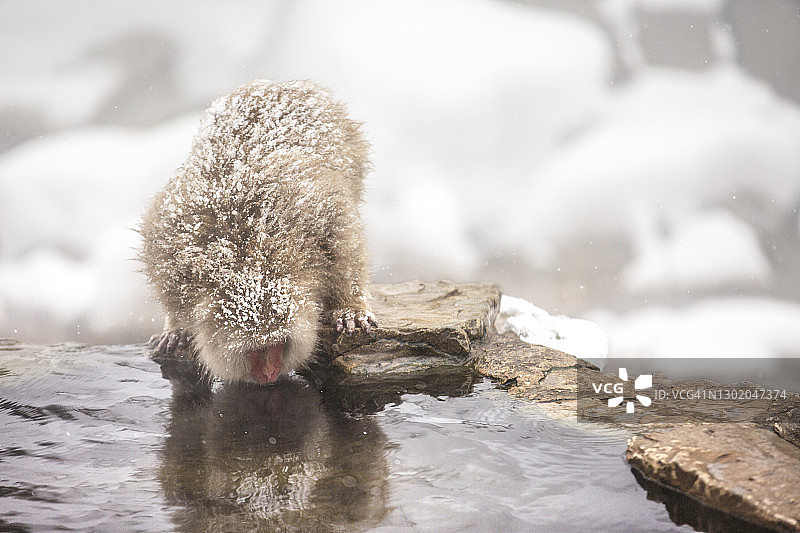 雪猴饮用天然温泉水图片素材