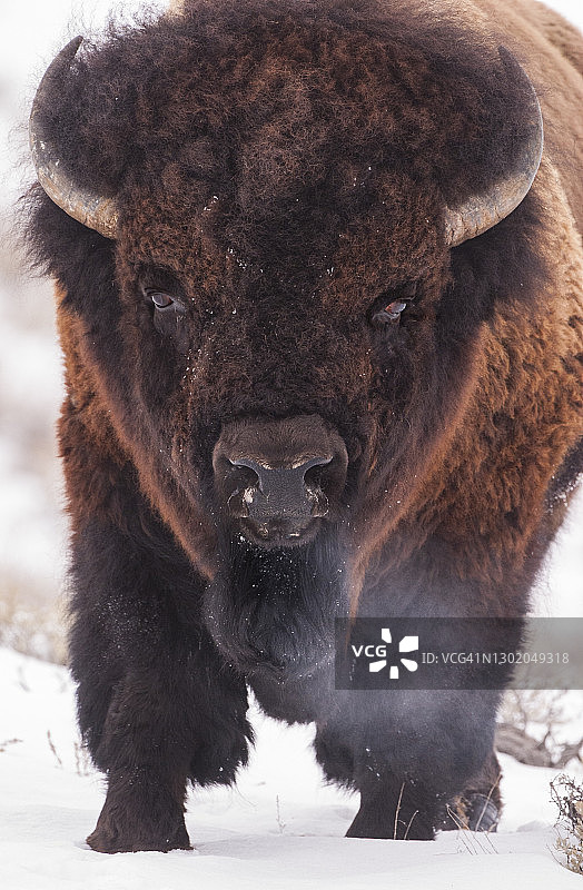 黄石公园冬季蒸汽中的野牛图片素材