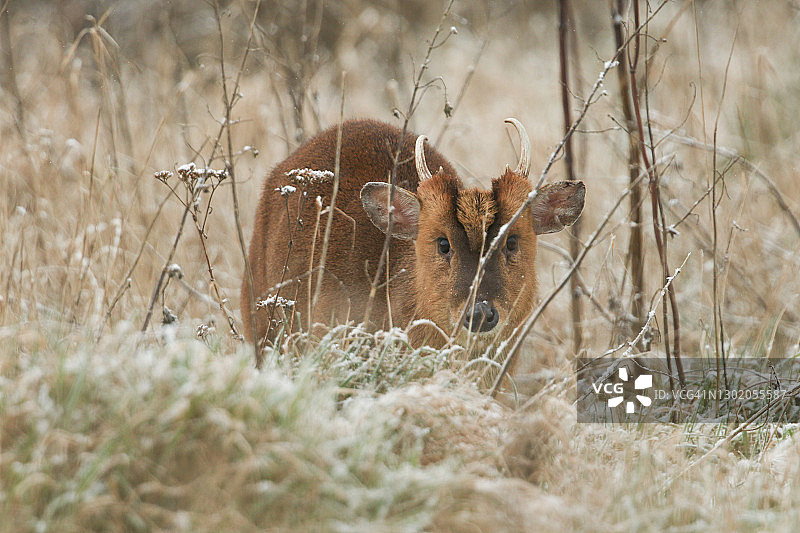 雪天林地边缘觅食的雄性小麂图片素材