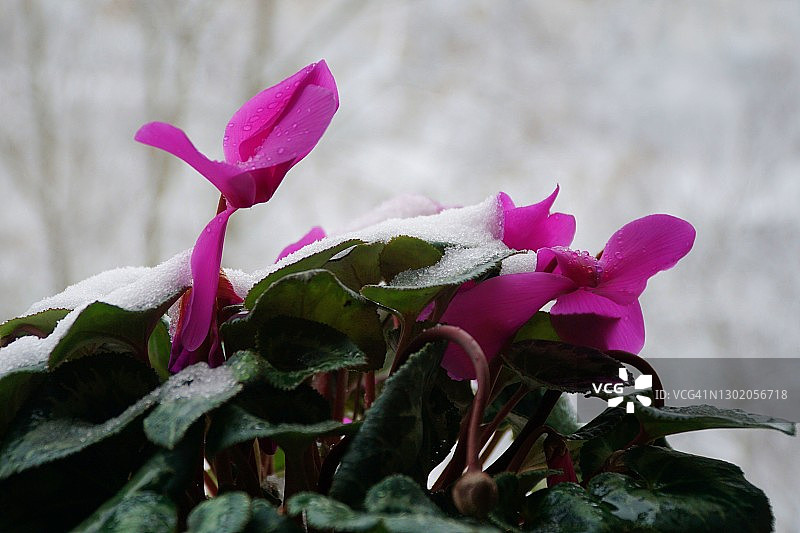 雪地下的仙客来花图片素材