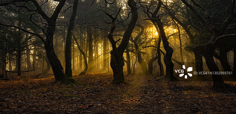 新森林国家公园：雾中系列图片素材