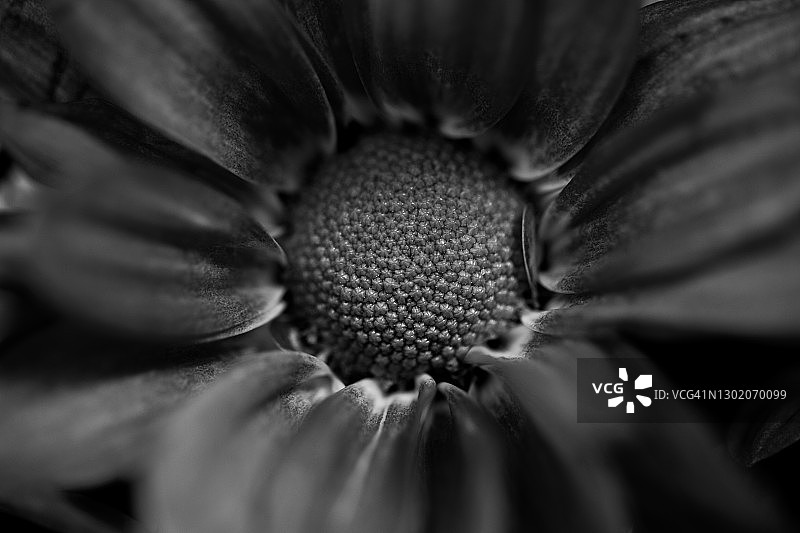 黑白雏菊图片素材