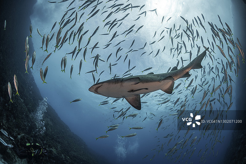 灰护士鲨畅游于鱼岩洞穴入口处的大量鱼群中图片素材