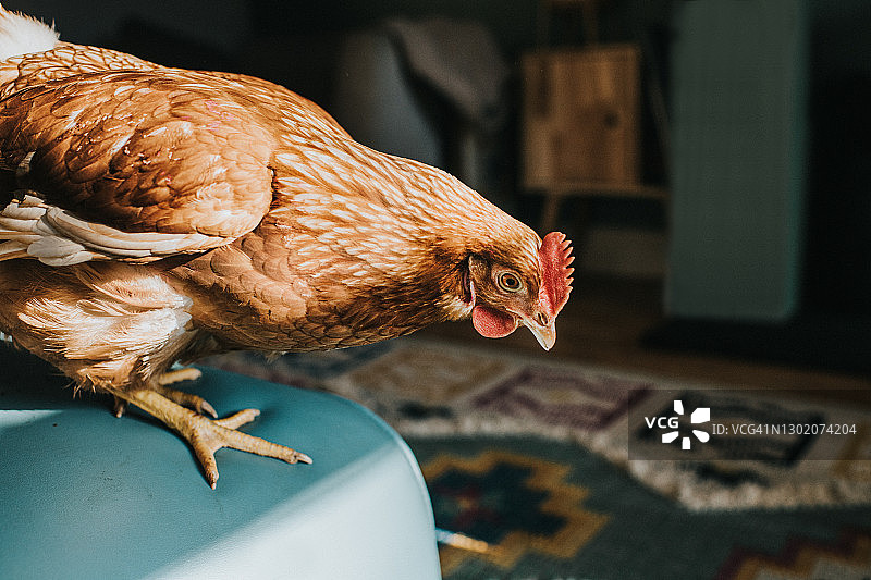室内光照下的宠物鸡图片素材