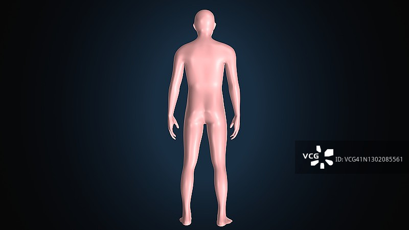 男性人体解剖的3D渲染图片素材