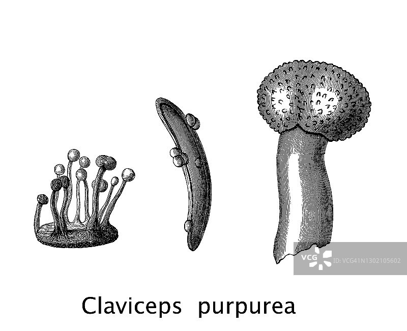 麦角菌古老雕刻插图图片素材