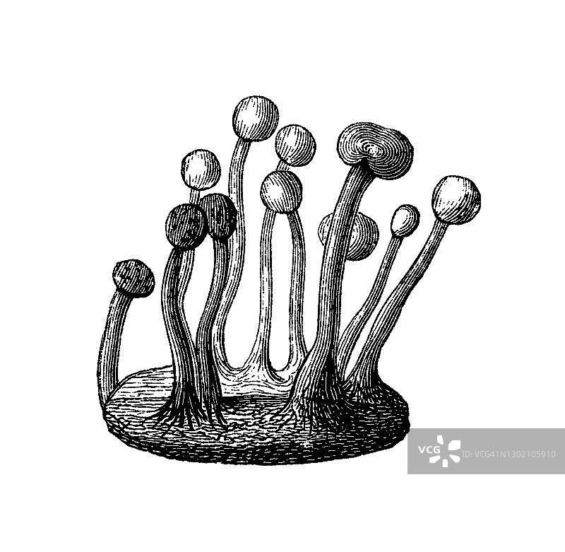 麦角菌古老雕刻插图图片素材