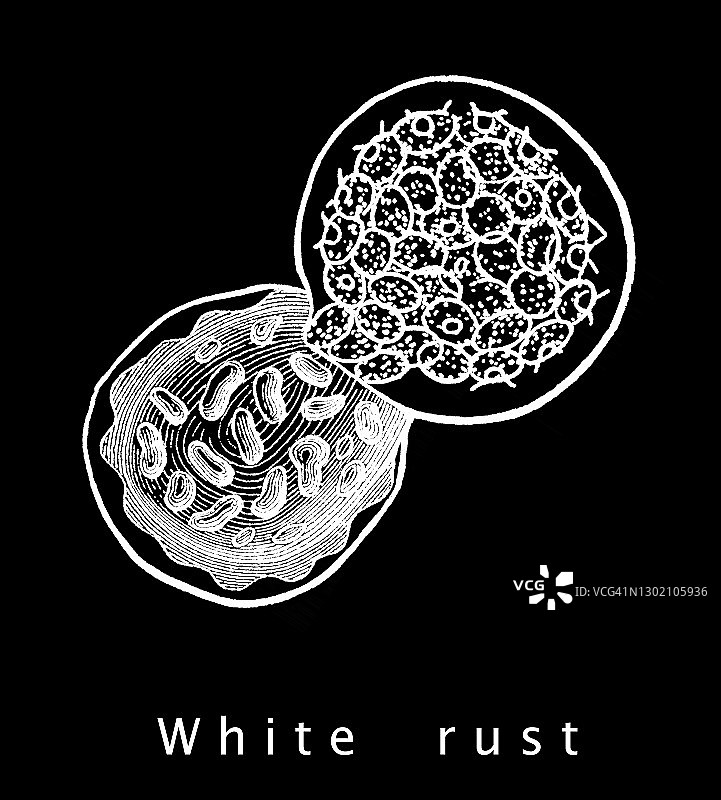 白锈病（Albugo candida）的古老雕刻插图图片素材